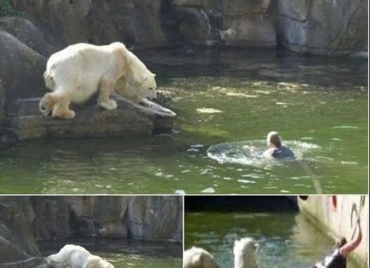 Polar bear attacks a 32-year-old woman who jumped into a polar bear enclosure 😲 Details in comments 👇🏾👇🏾👇🏾👇🏾.......