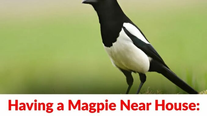 Magpie The Spiritual Meaning of an Unusual Encounter. Continue reading below in first comment 👇