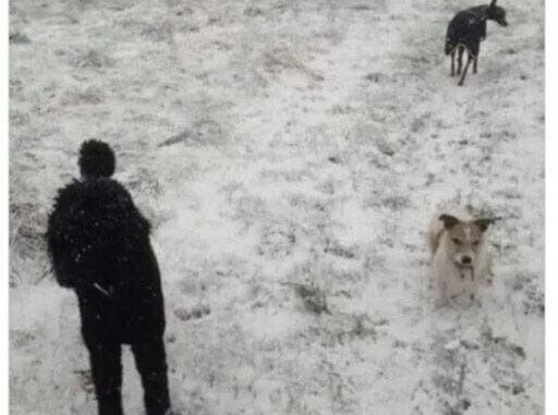Optical illusion that looks like a person with two dogs has people totally tripping. Check in comments ⬇️
